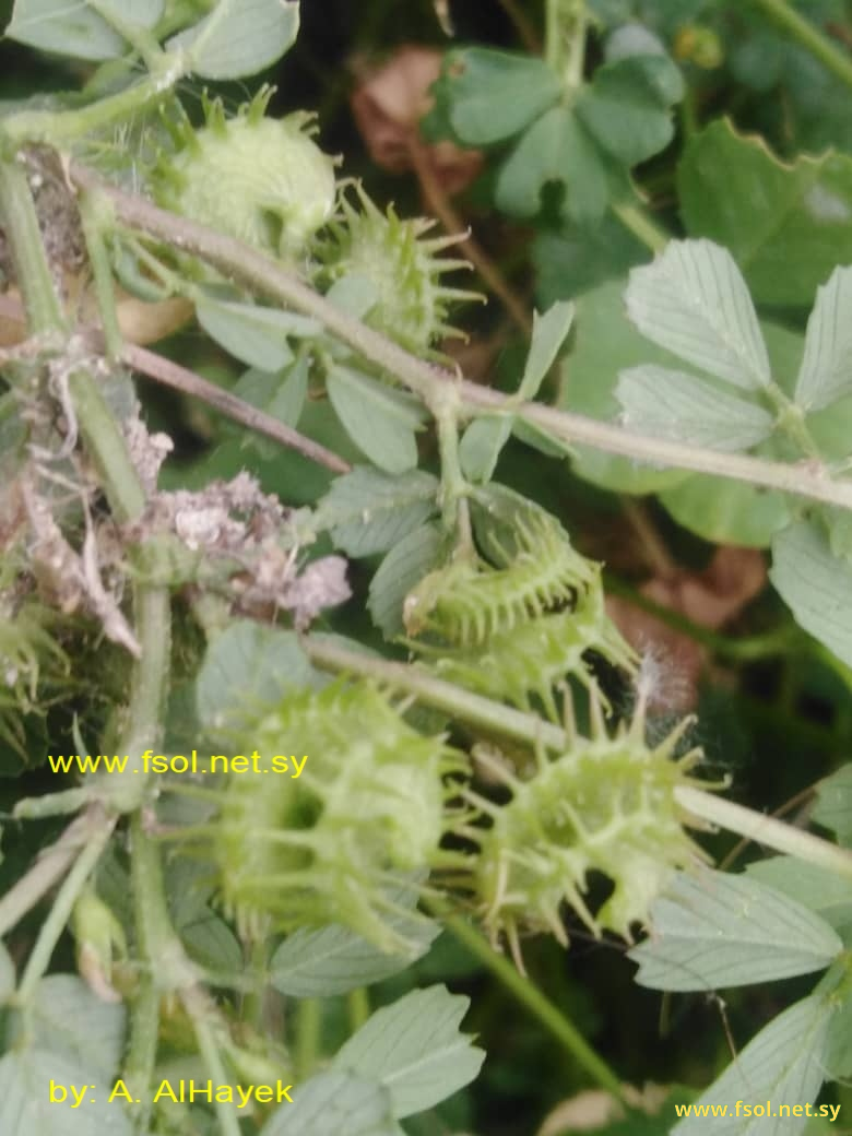 Medicago polymorpha L.